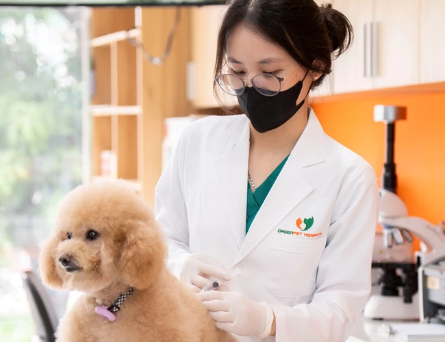 Tiêm Vacine Phòng Dại Cho Chó Mèo Tại Trần Duy Hưng