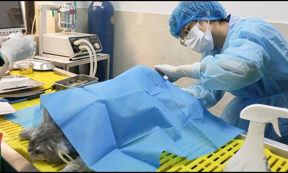 Triệt sản cho mèo cái