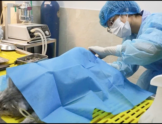 Lợi Ích Không Ngờ Khi Triệt Sản Cho Mèo Cái